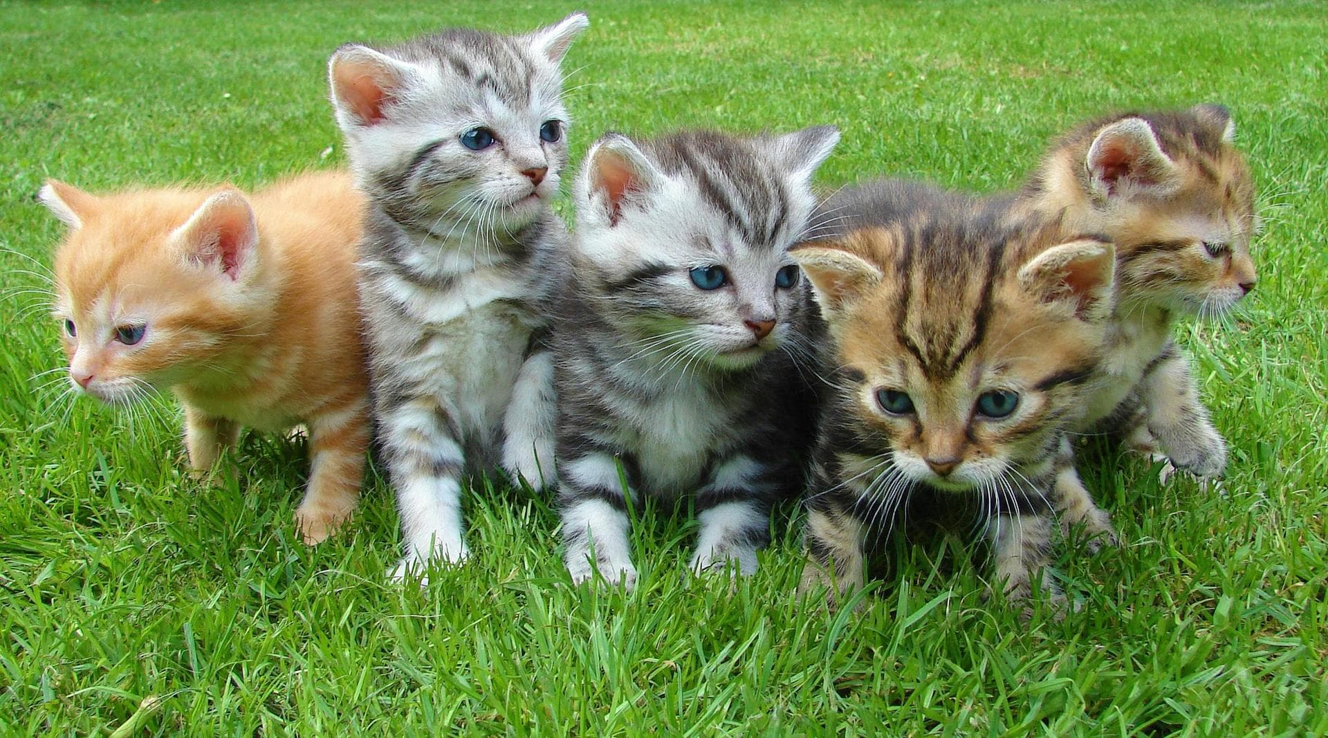 Dog & Cat Vets in Brigham City
