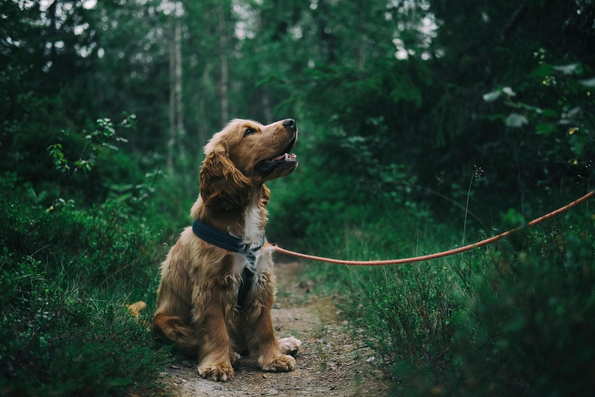 Best Vets in Woods Cross