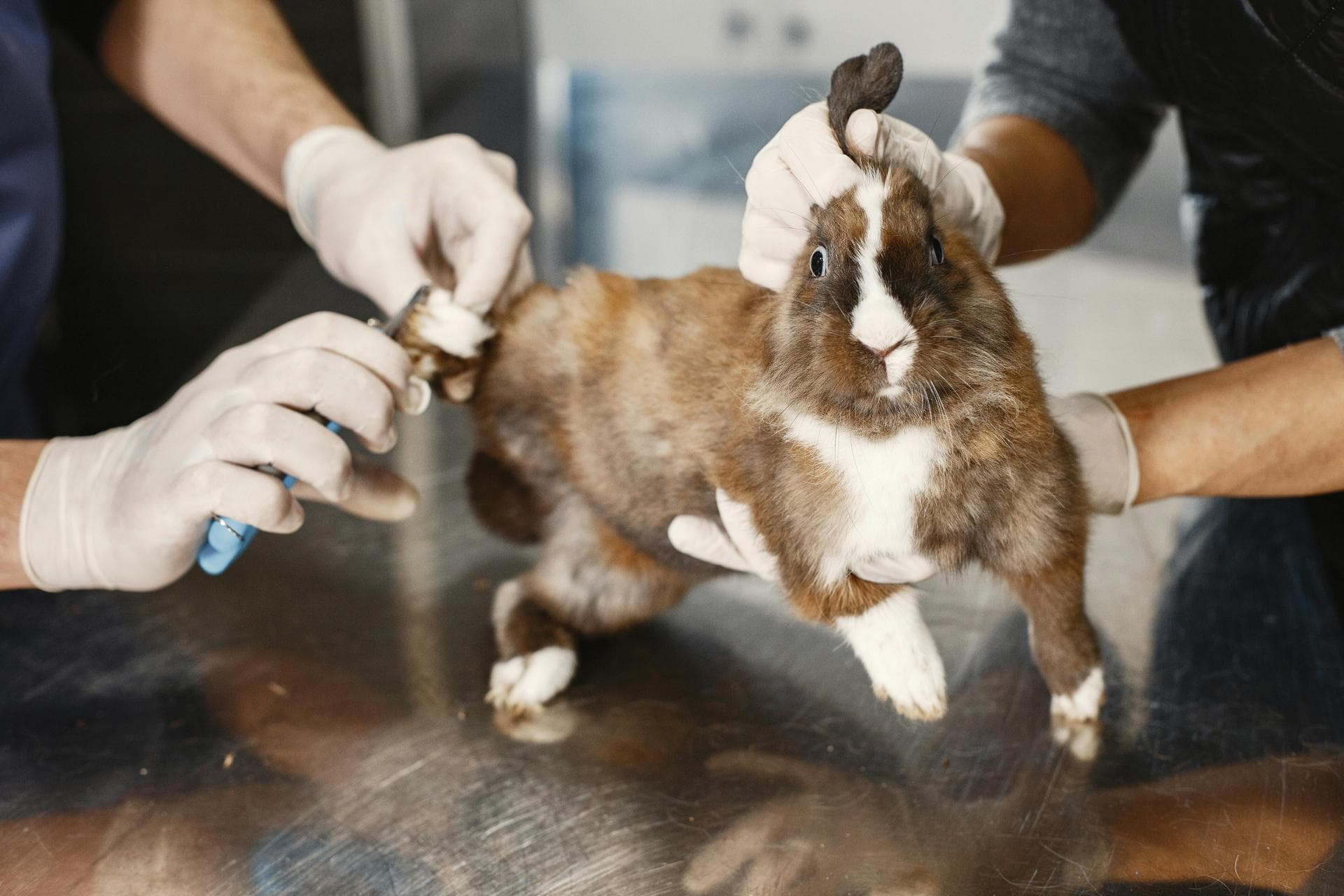Dog & Cat Vets in Orem