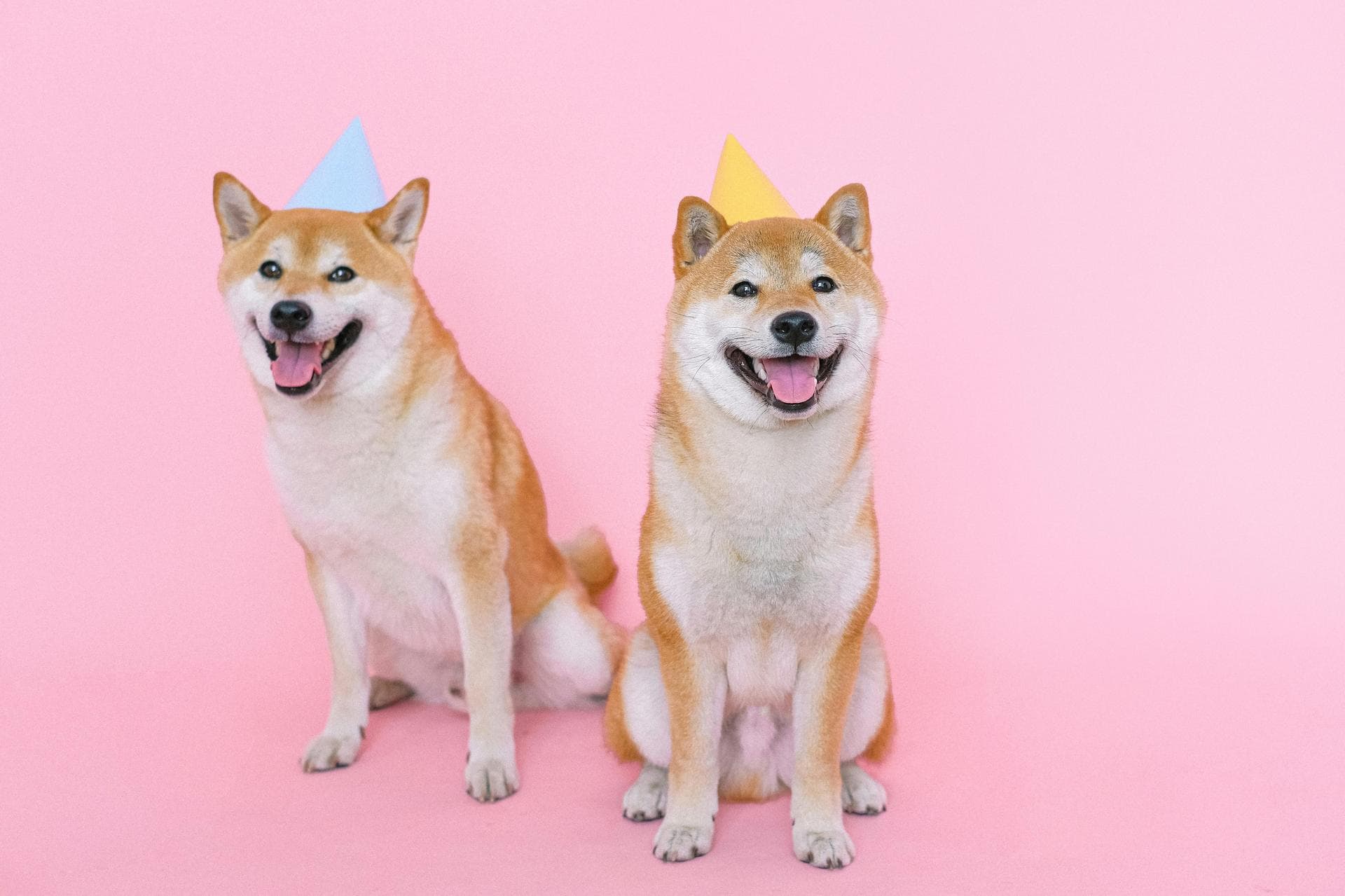 Dog & Cat Vets in Spanish Fork